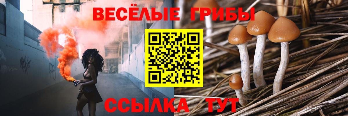 Севастополь  где купить   Вход с VPN  Псилоцибиновые грибы GOLDEN TEACHER 